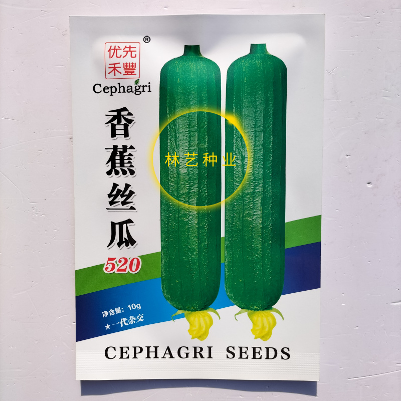 香蕉丝瓜520丝瓜种子早熟油绿皮高产肉厚味浓短棒香丝