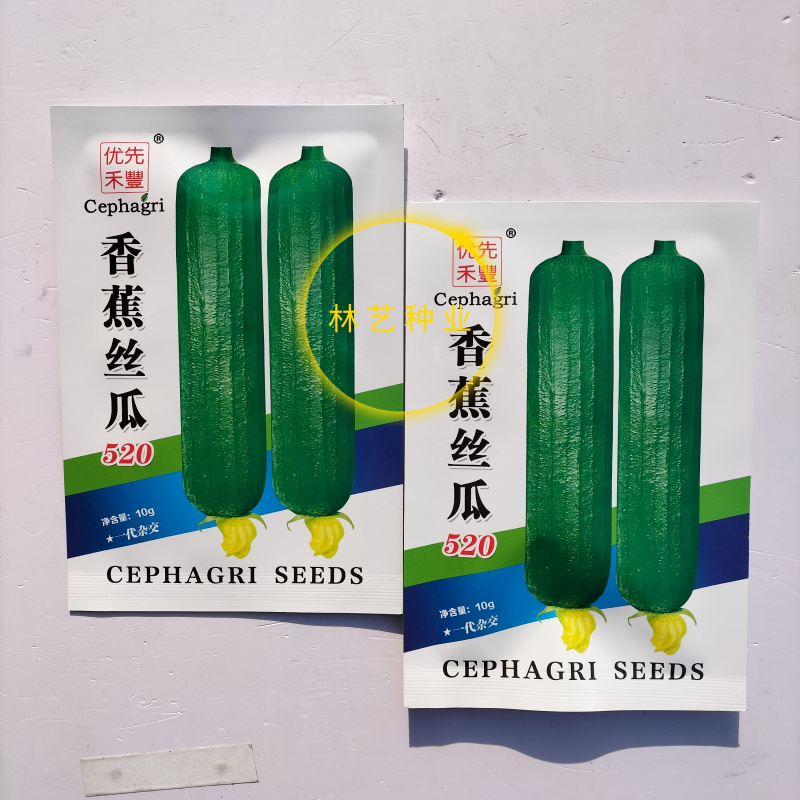 香蕉丝瓜520丝瓜种子早熟油绿皮高产肉厚味浓短棒香丝