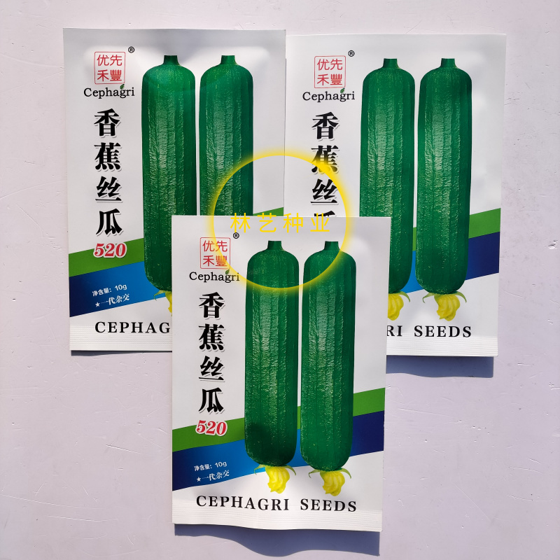 香蕉丝瓜520丝瓜种子早熟油绿皮高产肉厚味浓短棒香丝