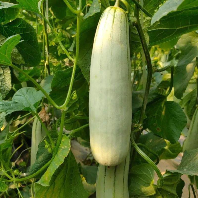红心脆636中早熟薄皮甜瓜种子棒形灰白皮肉厚腔小酥脆绿肉