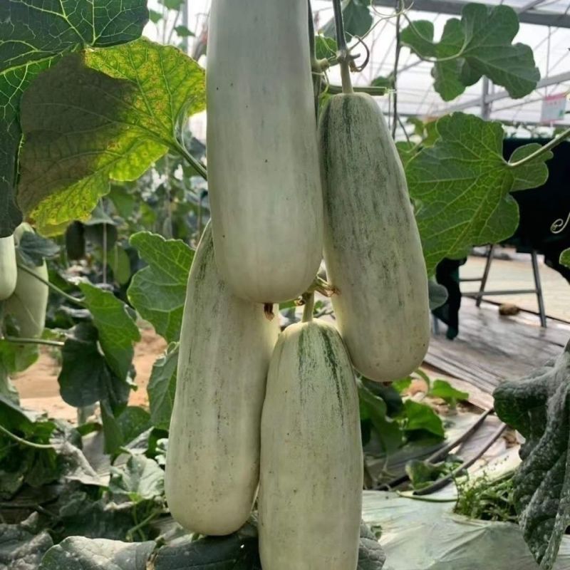 红心脆636中早熟薄皮甜瓜种子棒形灰白皮肉厚腔小酥脆绿肉