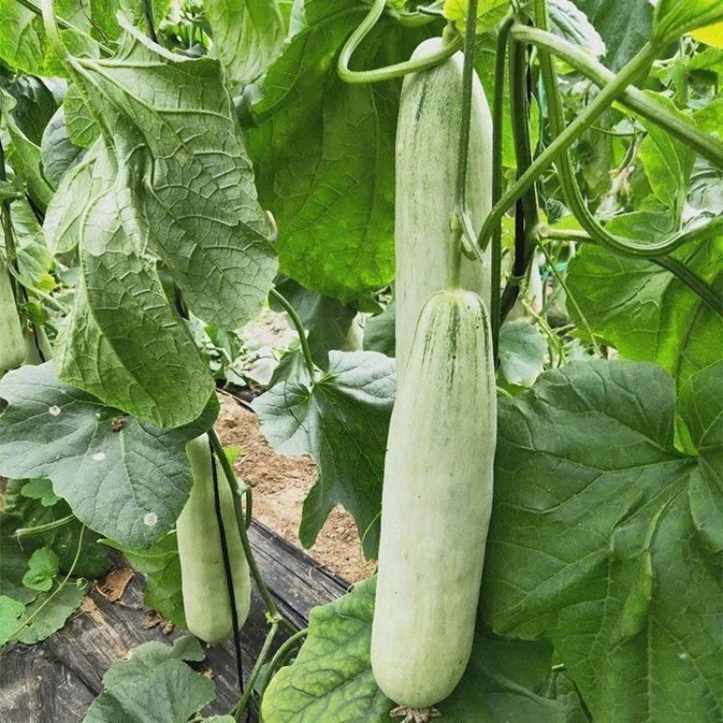 红心脆636中早熟薄皮甜瓜种子棒形灰白皮肉厚腔小酥脆绿肉