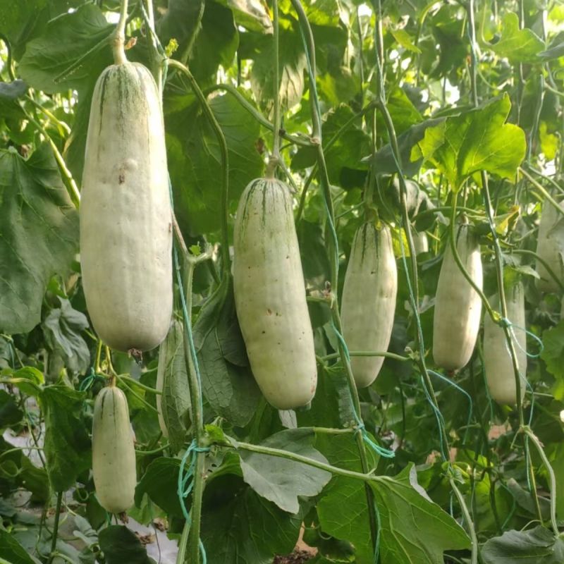 红心脆636中早熟薄皮甜瓜种子棒形灰白皮肉厚腔小酥脆绿肉