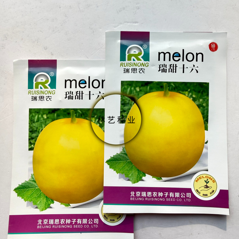 瑞甜十六早熟杂交薄皮甜瓜种子黄皮高圆形肉乳白色半干瓤抗裂