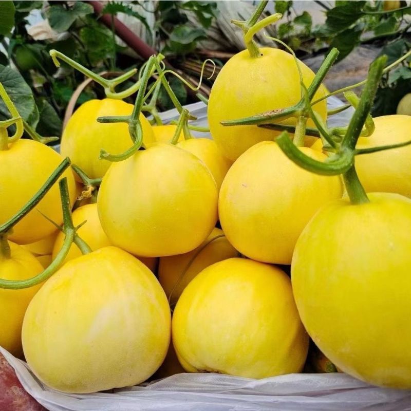 瑞甜十六早熟杂交薄皮甜瓜种子黄皮高圆形肉乳白色半干瓤抗裂