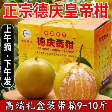 正宗德庆皇帝柑老树果贡柑53元10斤中果礼盒装假一赔二