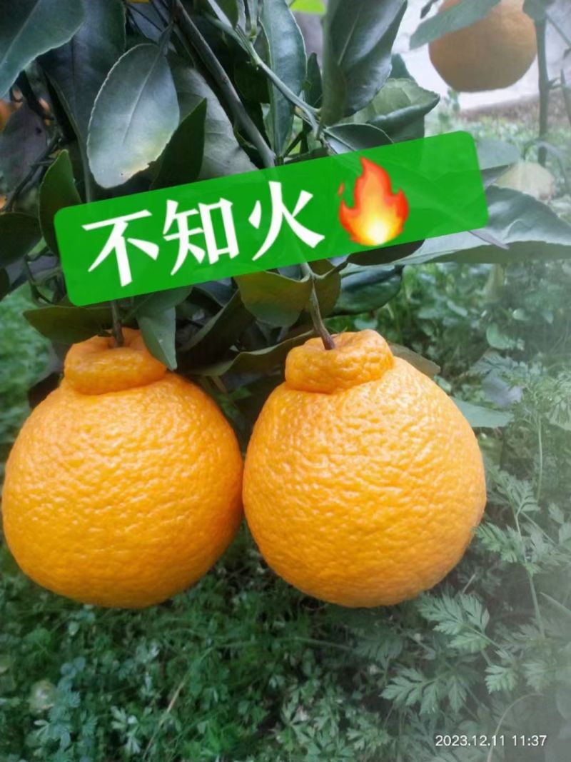 四川不知火，丑橘