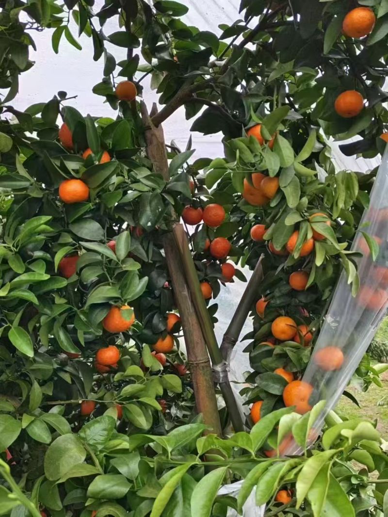 沙糖桔