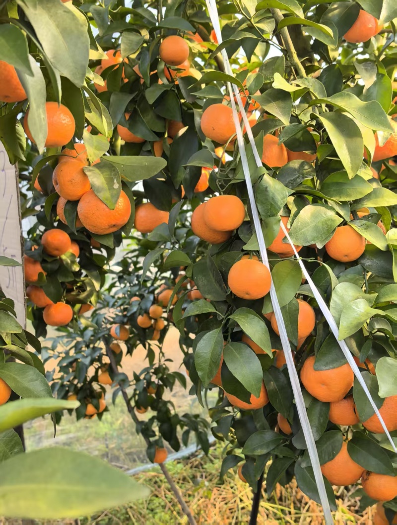 沙糖桔