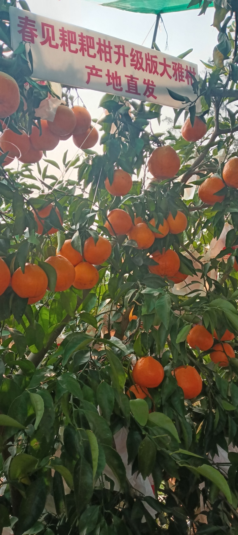 沙糖桔