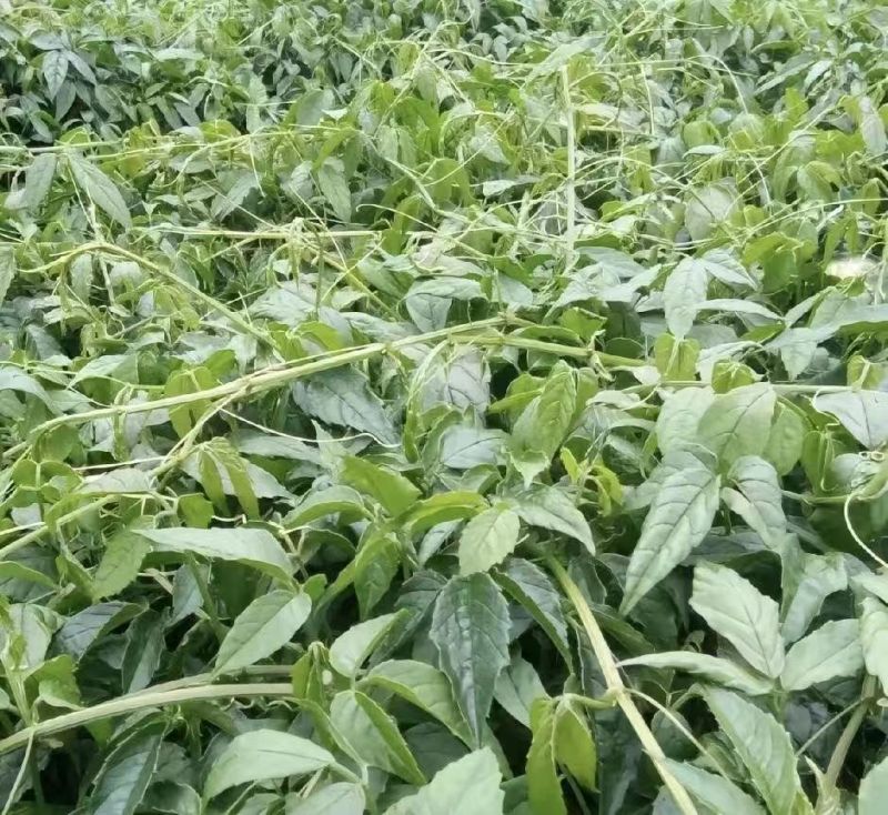 果球三叶青苗，自家180亩中药材苗甫基地，保证品质，货足