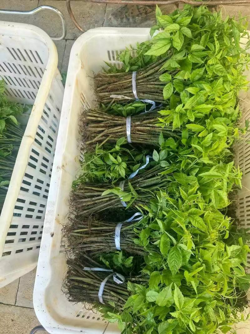 三叶青扦插苗，自家180亩中药材苗甫基地，保证品质，货足