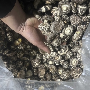 优质香菇，美味冬菇，一手原产地，大量现货货，一件批发