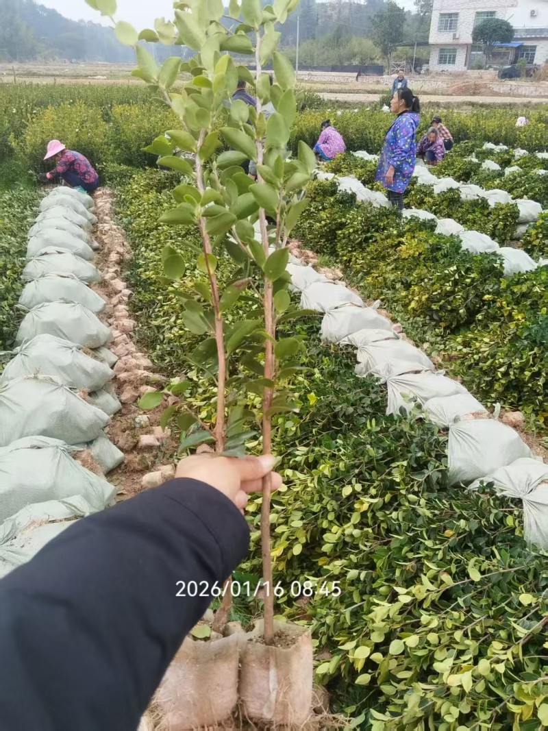 嫁接油茶营养小杯苗大杯苗挂果早出油率高坏苗包赔量大优惠