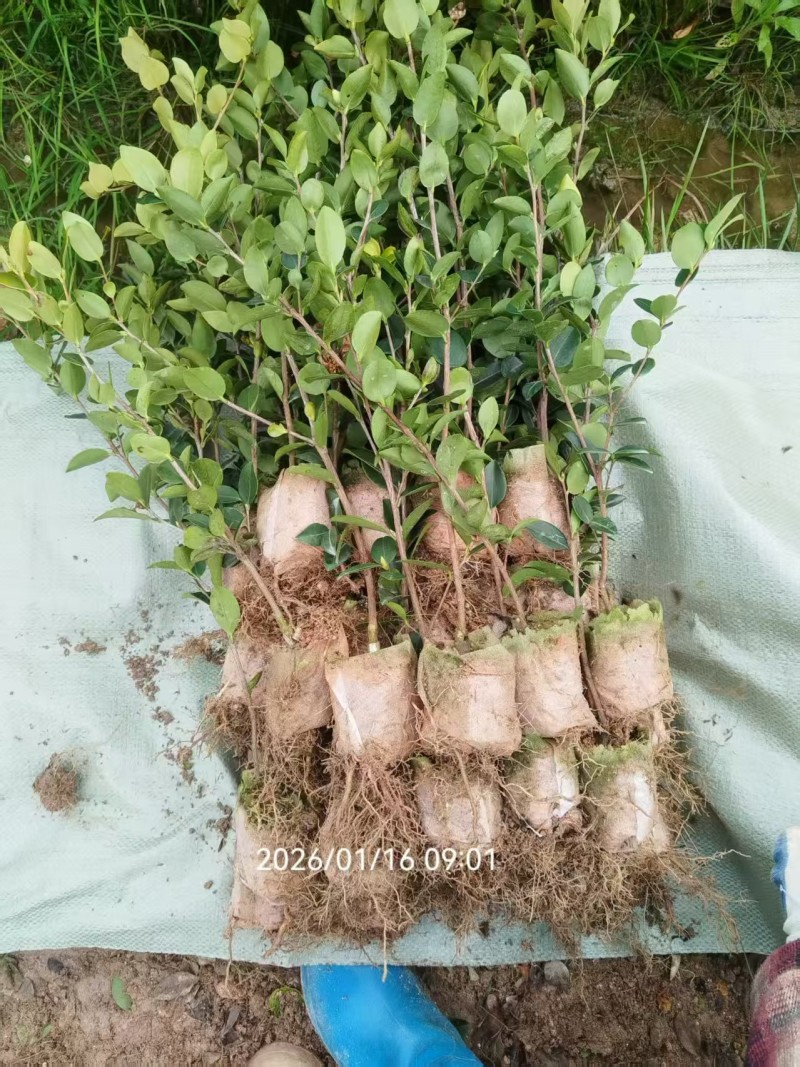 嫁接油茶营养小杯苗大杯苗挂果早出油率高坏苗包赔量大优惠