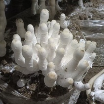 鲜鸡腿菇大量上市欢迎来电咨询采购品质保证