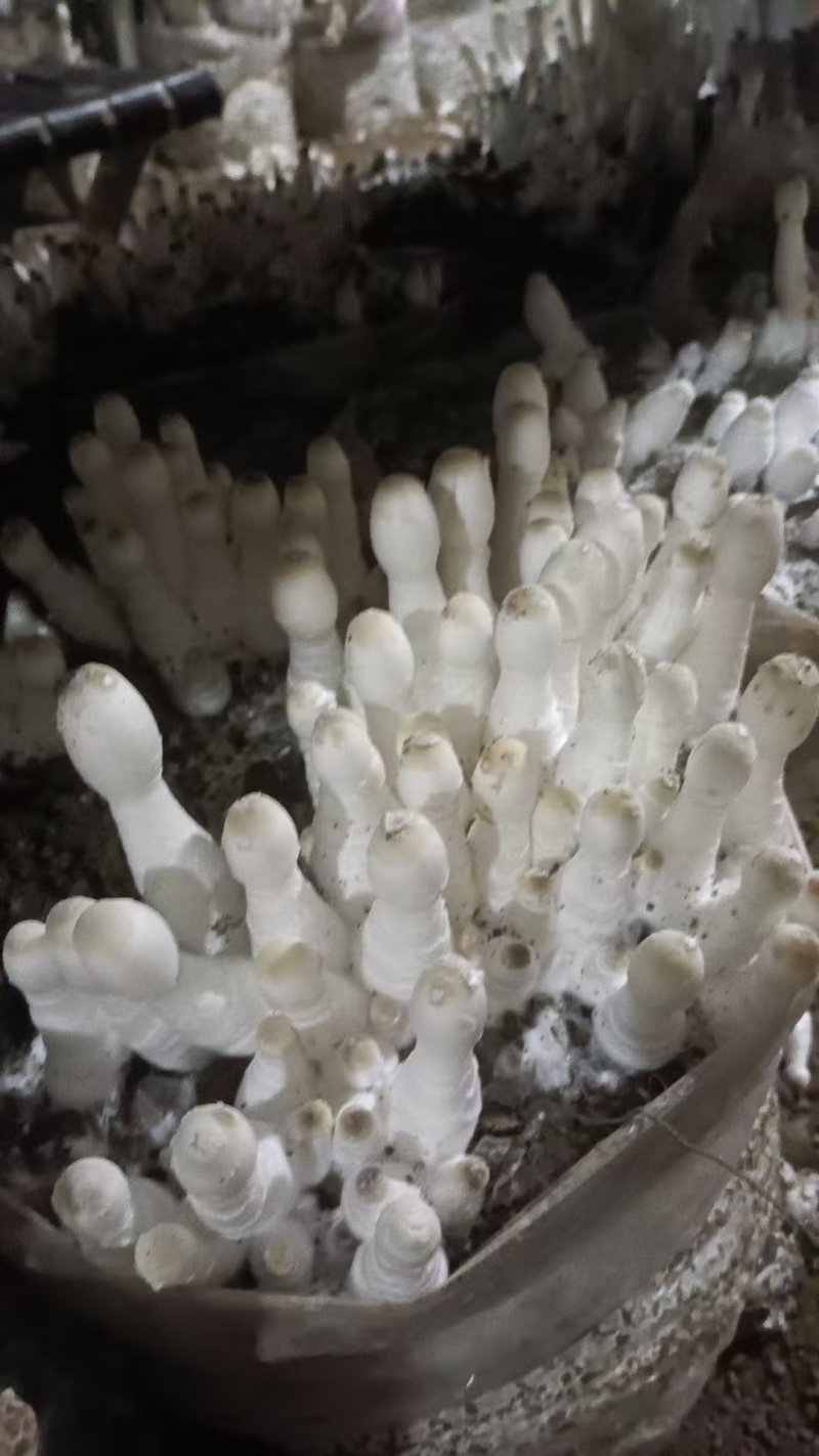 鲜鸡腿菇大量上市欢迎来电咨询采购品质保证