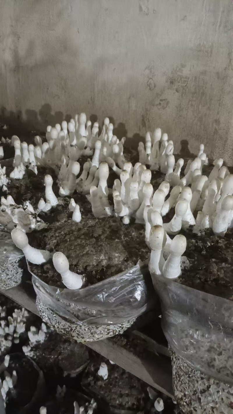 鲜鸡腿菇大量上市欢迎来电咨询采购品质保证