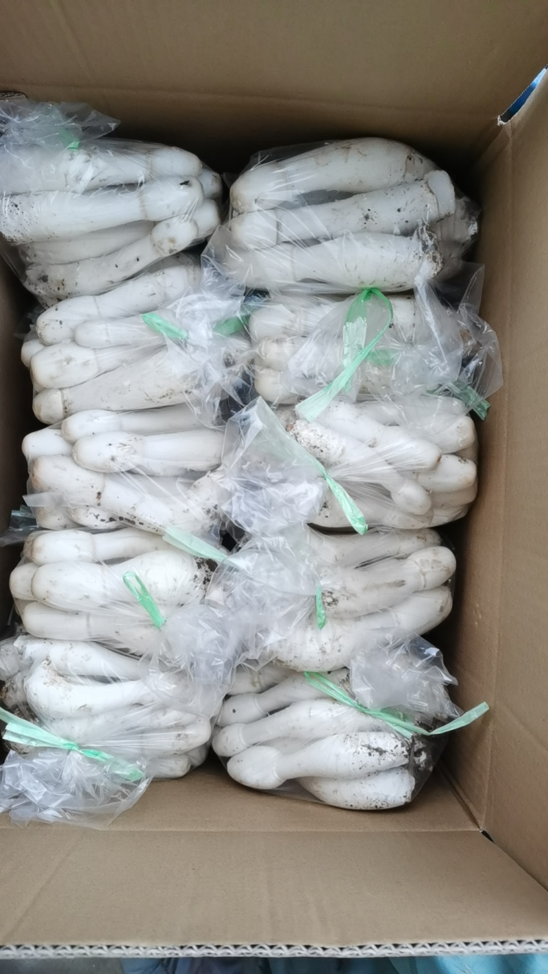 鲜鸡腿菇大量上市欢迎来电咨询采购品质保证