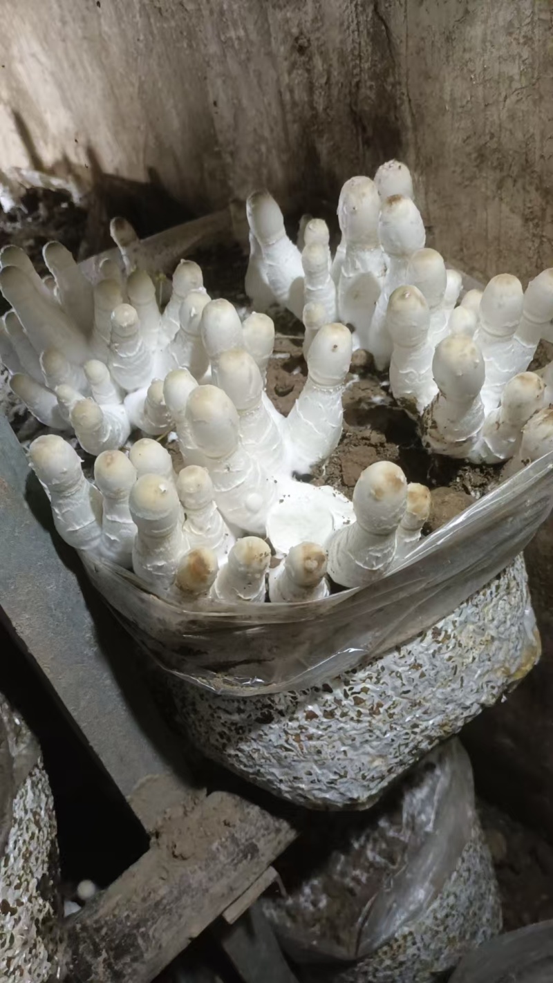 鲜鸡腿菇大量上市欢迎来电咨询采购品质保证