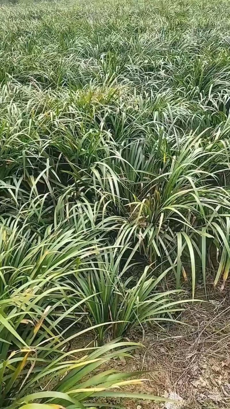 红心石昌蒲种苗，自家180亩中药材苗甫基地，保品质，货足