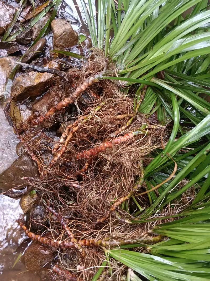 红心石昌蒲种苗，自家180亩中药材苗甫基地，保品质，货足