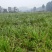 红心石昌蒲种苗，自家180亩中药材苗甫基地，保品质，货足