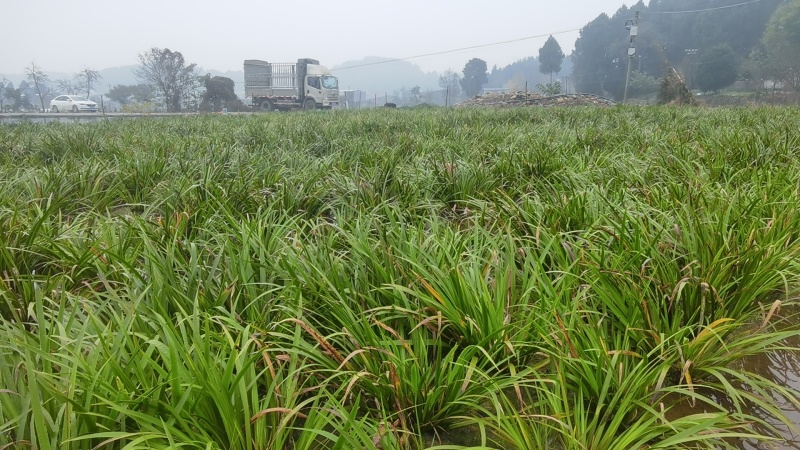 红心石昌蒲种苗，自家180亩中药材苗甫基地，保品质，货足