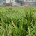 红心石昌蒲种苗，自家180亩中药材苗甫基地，保品质，货足