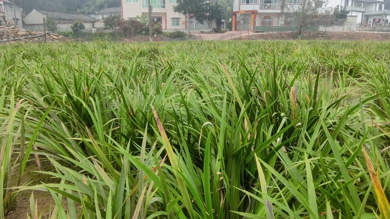 红心石昌蒲种苗，自家180亩中药材苗甫基地，保品质，货足
