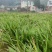 红心石昌蒲种苗，自家180亩中药材苗甫基地，保品质，货足