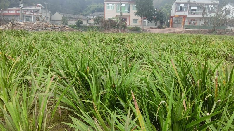 红心石昌蒲种苗，自家180亩中药材苗甫基地，保品质，货足