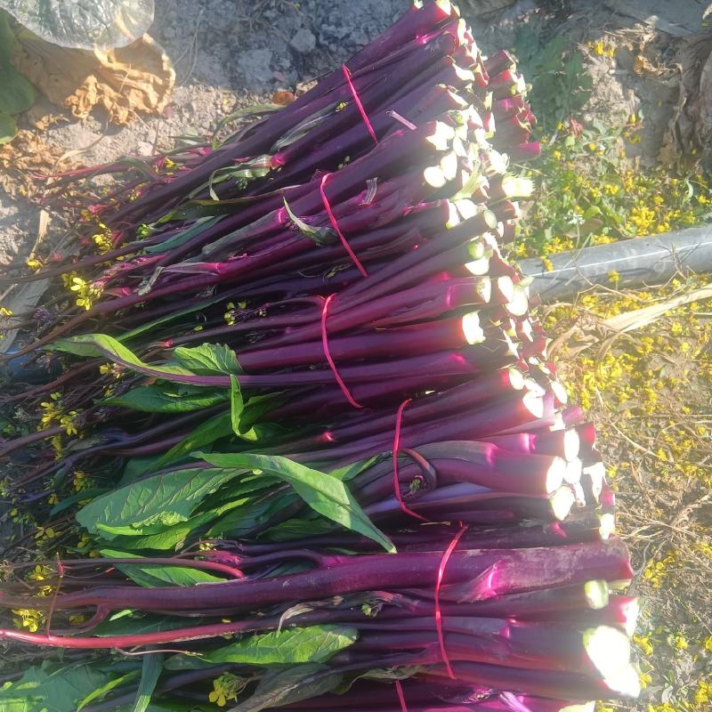红菜苔产地直销