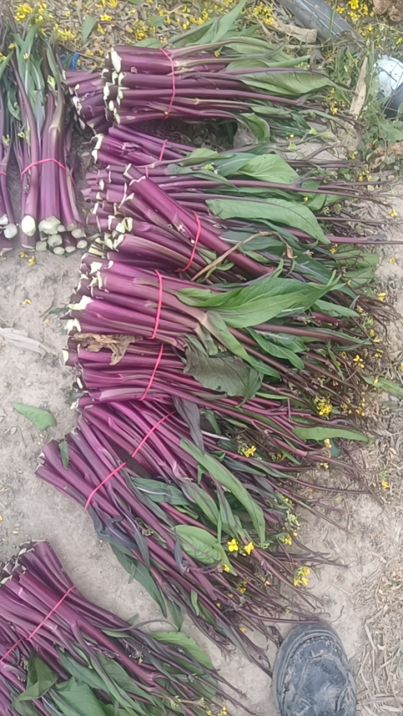 红菜苔产地直销