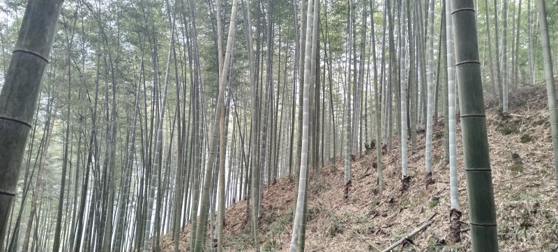 【推荐】竹竿/常年供应/视频看货/量大优惠/电询