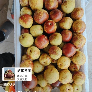 沾化冬枣