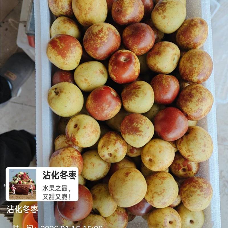 沾化冬枣