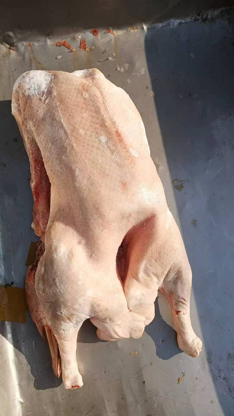 一级两光鹅