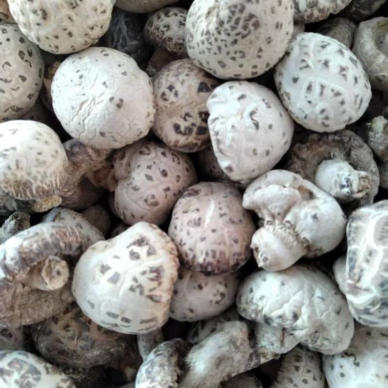 包邮精选5-6大白花菇，品质好，可带脚可剪脚