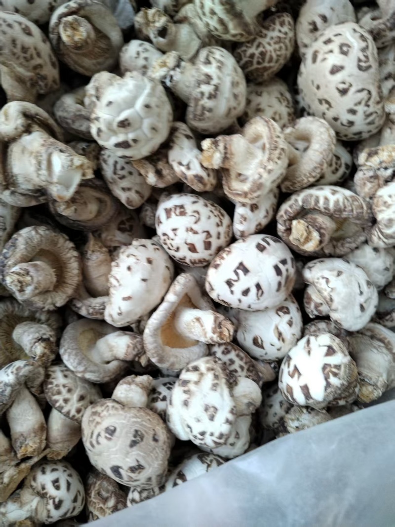 包邮精选5-6大白花菇，品质好，可带脚可剪脚
