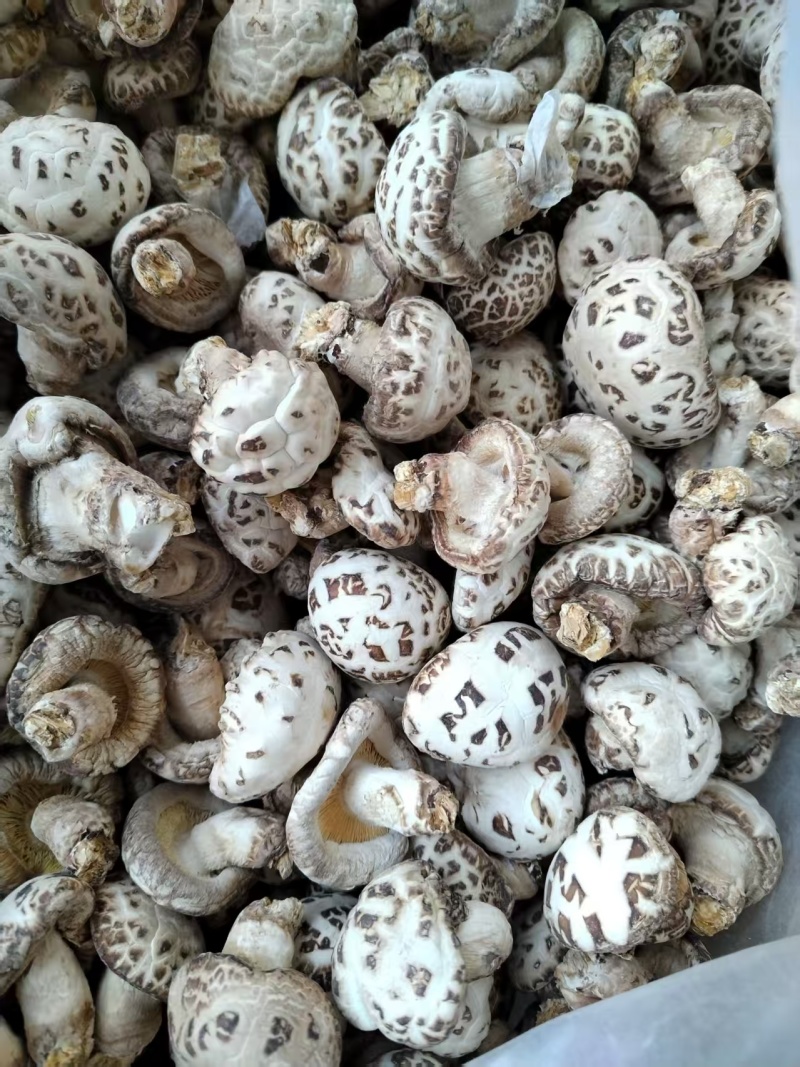包邮精选5-6大白花菇，品质好，可带脚可剪脚