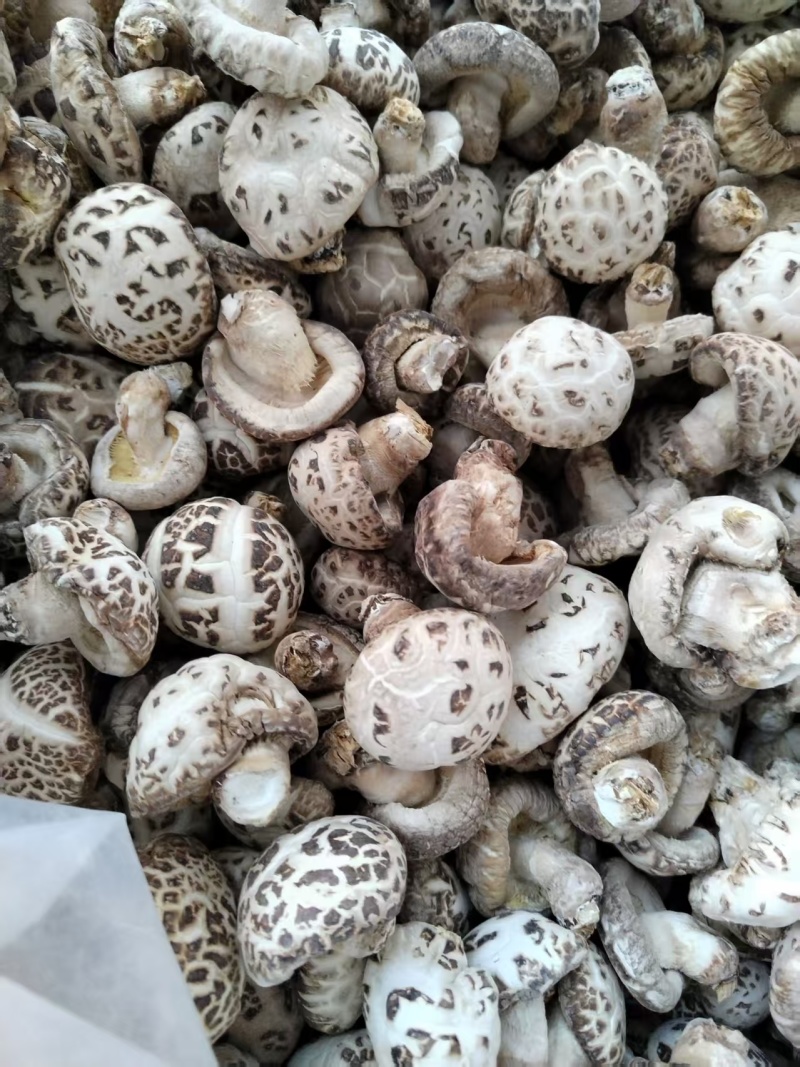 包邮精选5-6大白花菇，品质好，可带脚可剪脚
