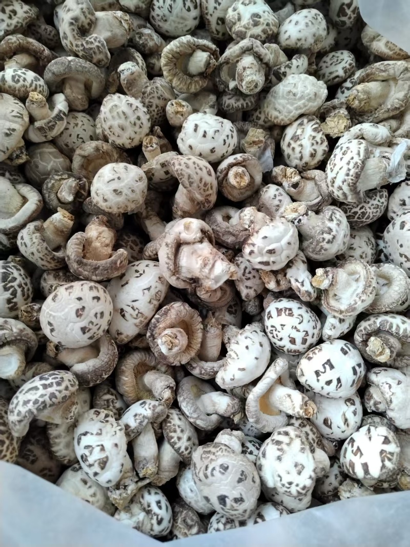 包邮精选5-6大白花菇，品质好，可带脚可剪脚