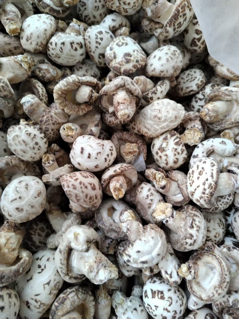 包邮精选5-6大白花菇，品质好，可带脚可剪脚