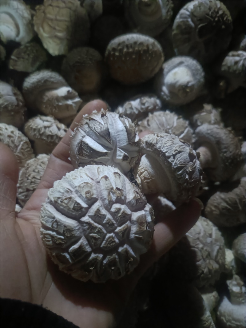 包度百分百的精品花菇