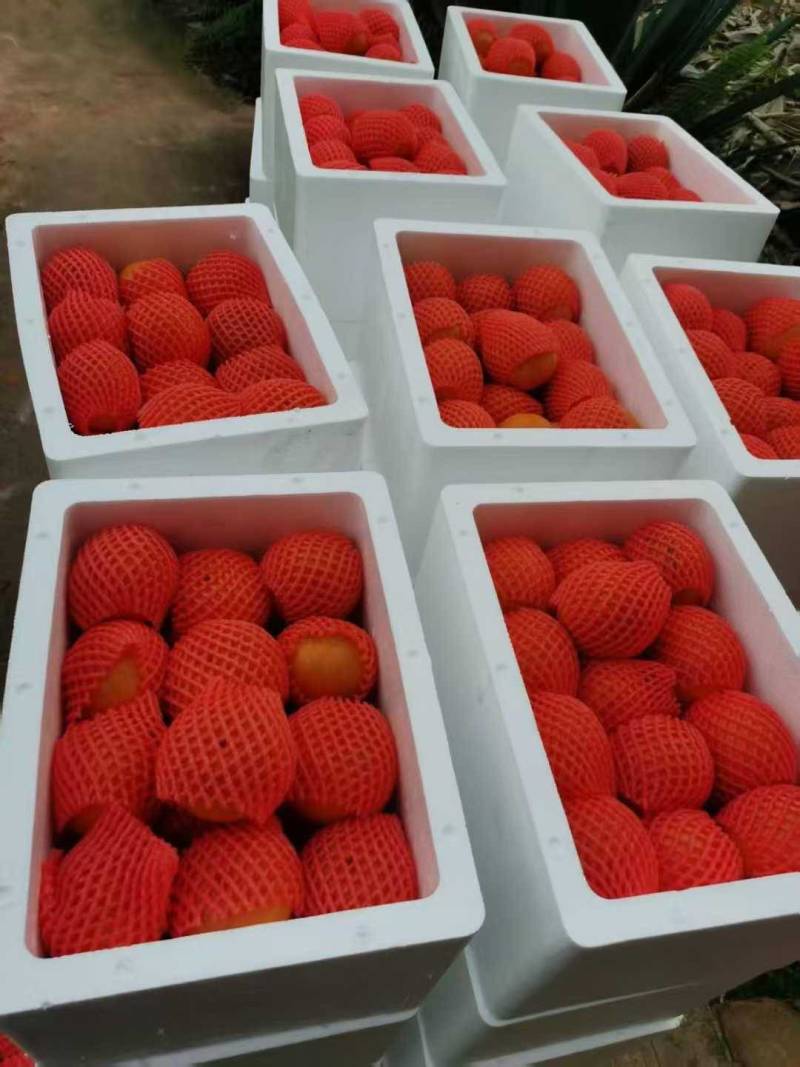 精品沃柑