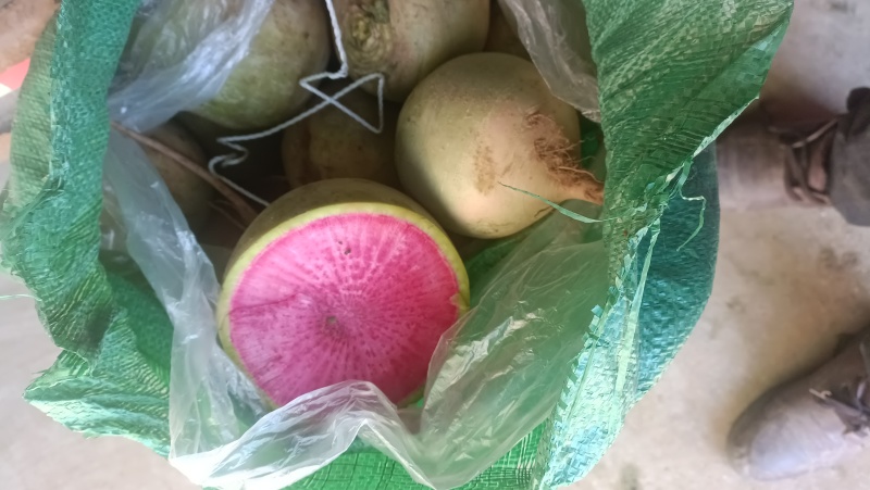 满堂红心里美罗卜
