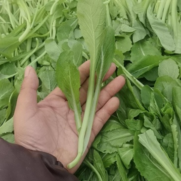 新鲜鸡毛菜