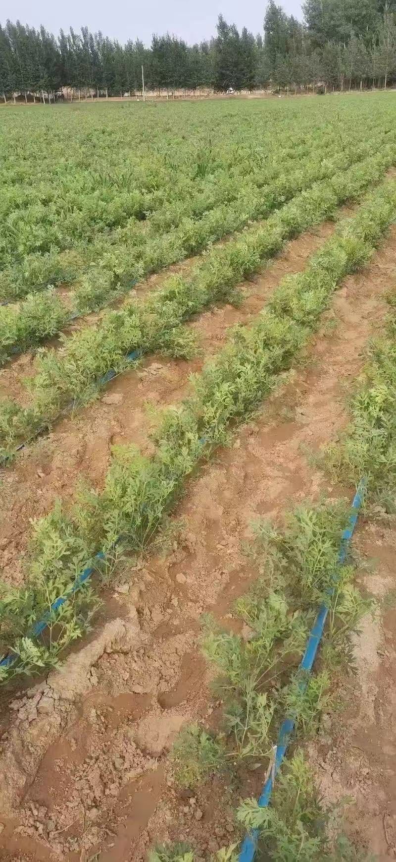 防风种子关防风籽包发芽率提供技术回收产品