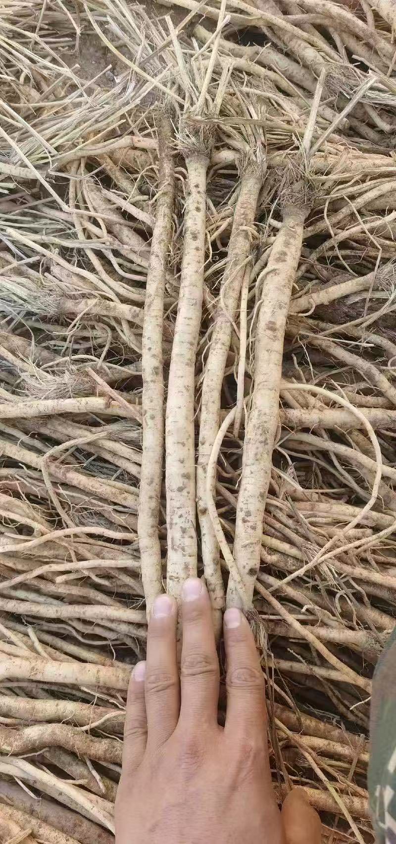 防风种子关防风籽包发芽率提供技术回收产品